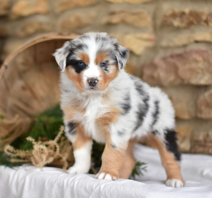 An australian sheperd