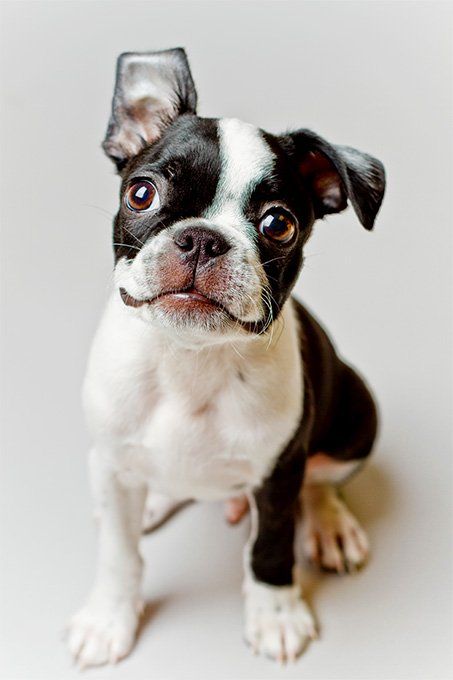 Boston terrier