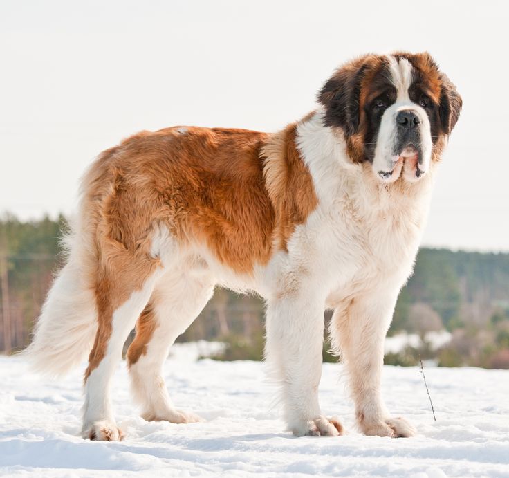 St. Bernard