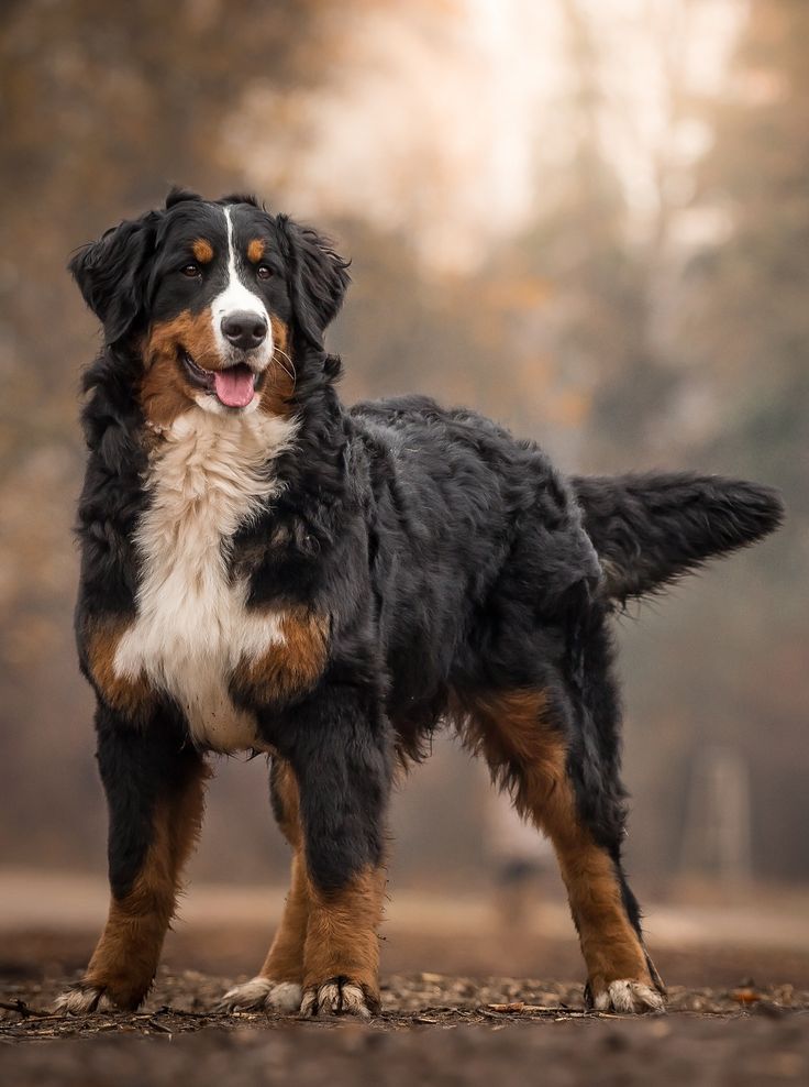 Bernese Mountain Dog