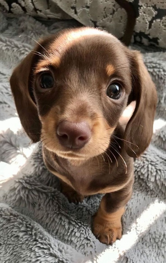 Dachshund