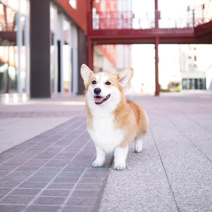 Pembroke welsh Corgis