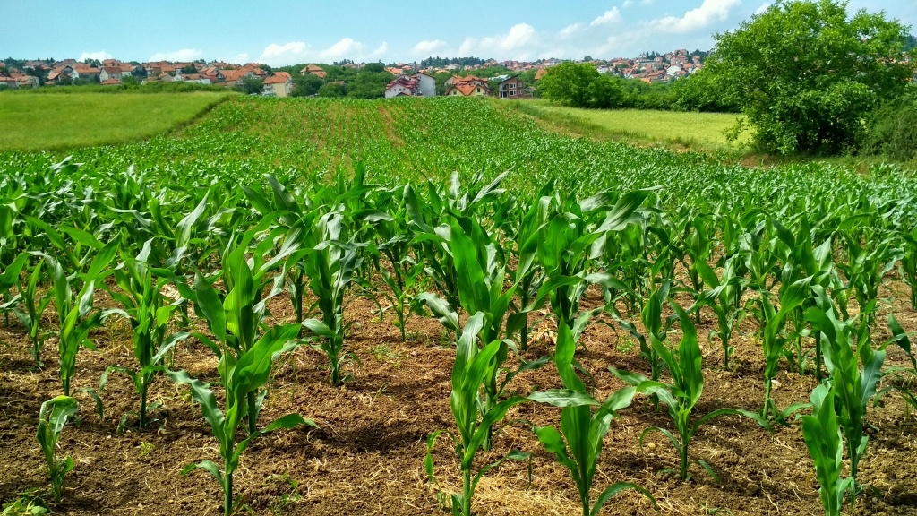 A maize farm