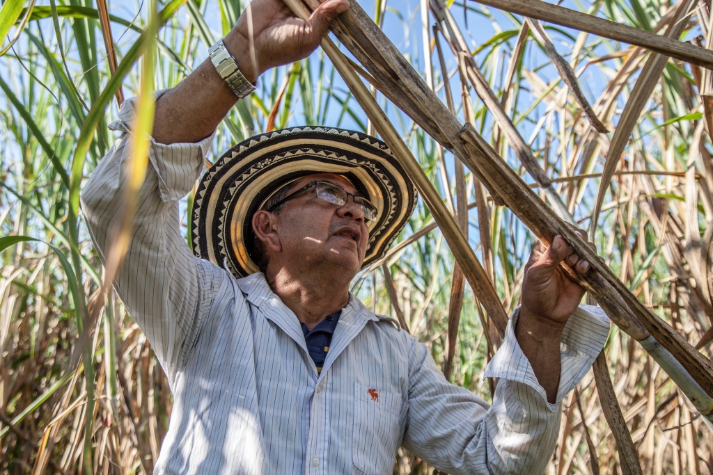 Harvesting raw sugar cane for consumption