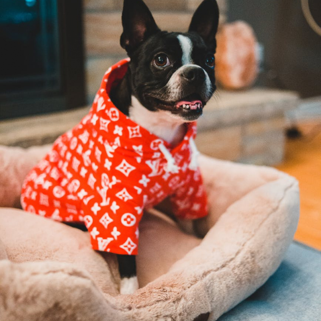 French bulldog in pajamas